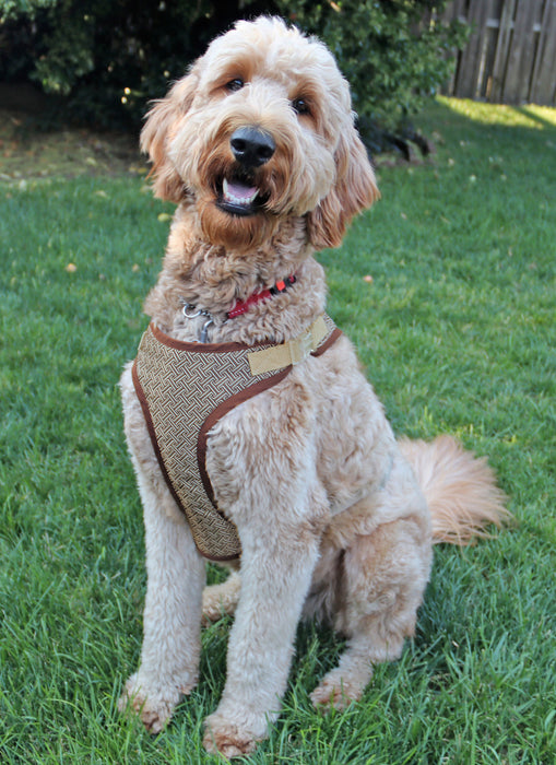 S9664 Dog Harness and Leash with Trim Options